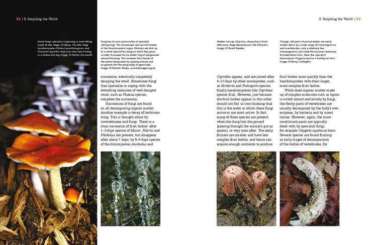 The Fascinating World of Fungi