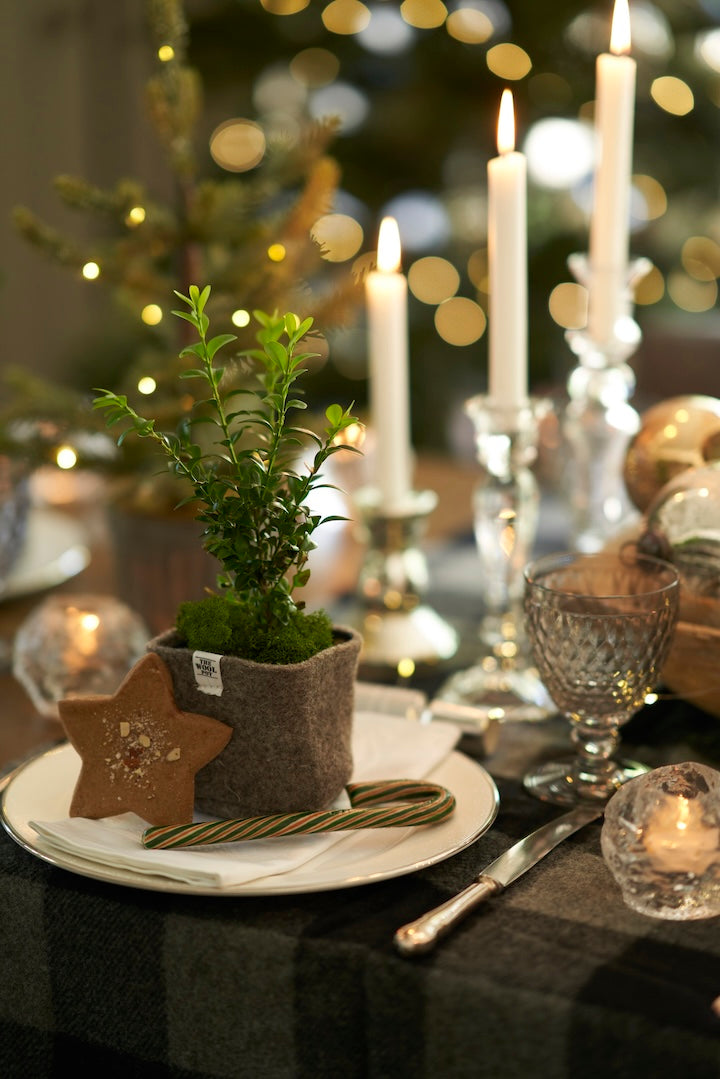 Christmas Dreaming