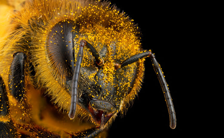 The Seduction of the Honey Bee