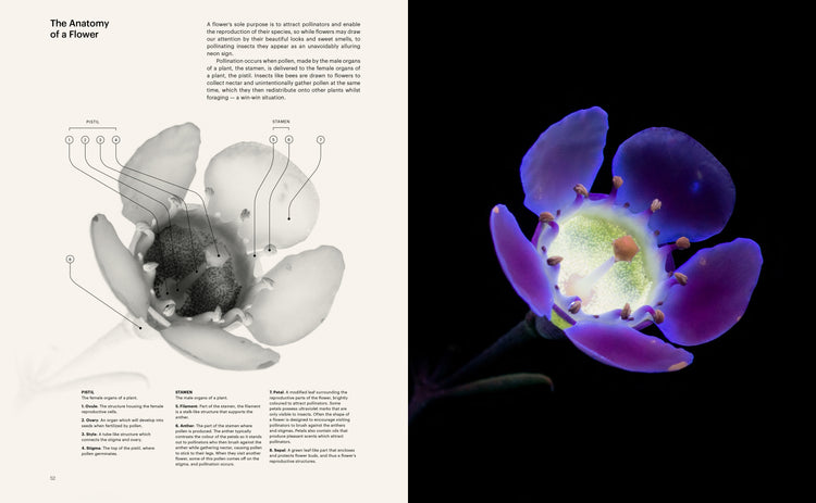The Seduction of the Honey Bee