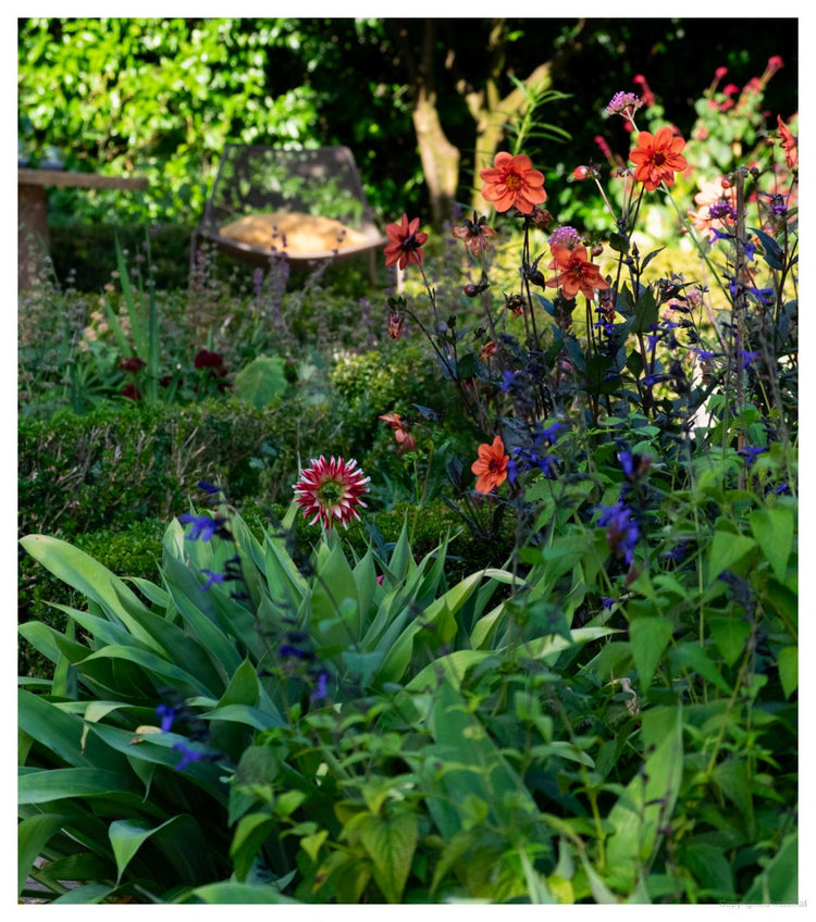 The Natural Garden: Landscape Ideas for New Zealand Gardens
