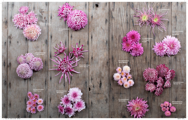 Floret Farm's A Year in Flowers