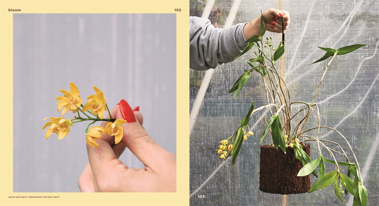 Bloom Flowering plants for indoors and balconies